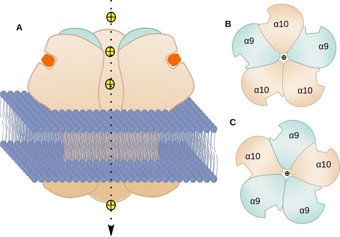 FIG-1-B