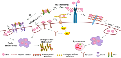E:\Study\о\\HPV paper submit\submit\HPV ͼƬ޸-21.07.28\HPV ̻ͼ-21.07.25.tif